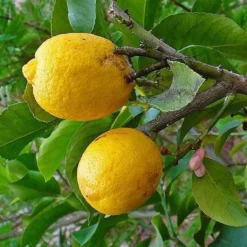 Cédratier - Citrus Medica