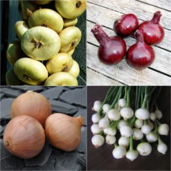 Collection 4 Oignons Colorés