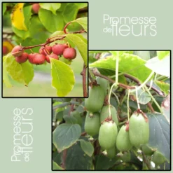 Duo Kiwi De Sibérie 'Ken's Red' (femelle) + 'Issai' (pollinisateur)
