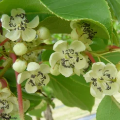 Kiwaï Nostino Mâle - Actinidia Arguta