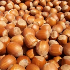 Noisetier Nottingham Frühe Ou Pearson's Prolific