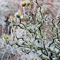 Poncirus Trifoliata Flying Dragon - Citronnier Tortueux