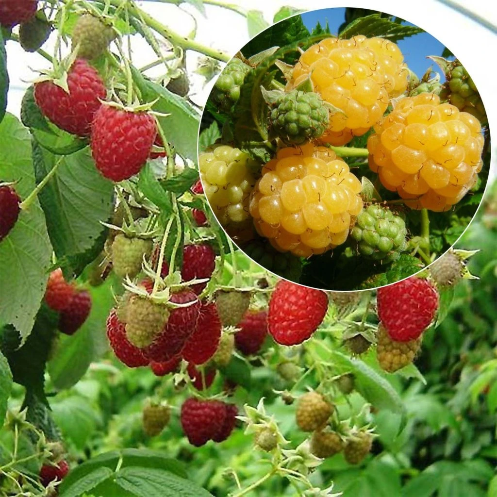 Collection 2 Framboisiers Bio 1 Collection 2 Framboisiers Bio